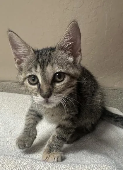 A baby small-sized female Domestic Short Hair cat named Wilma Flintstone for adoption in Phoenix, AZ