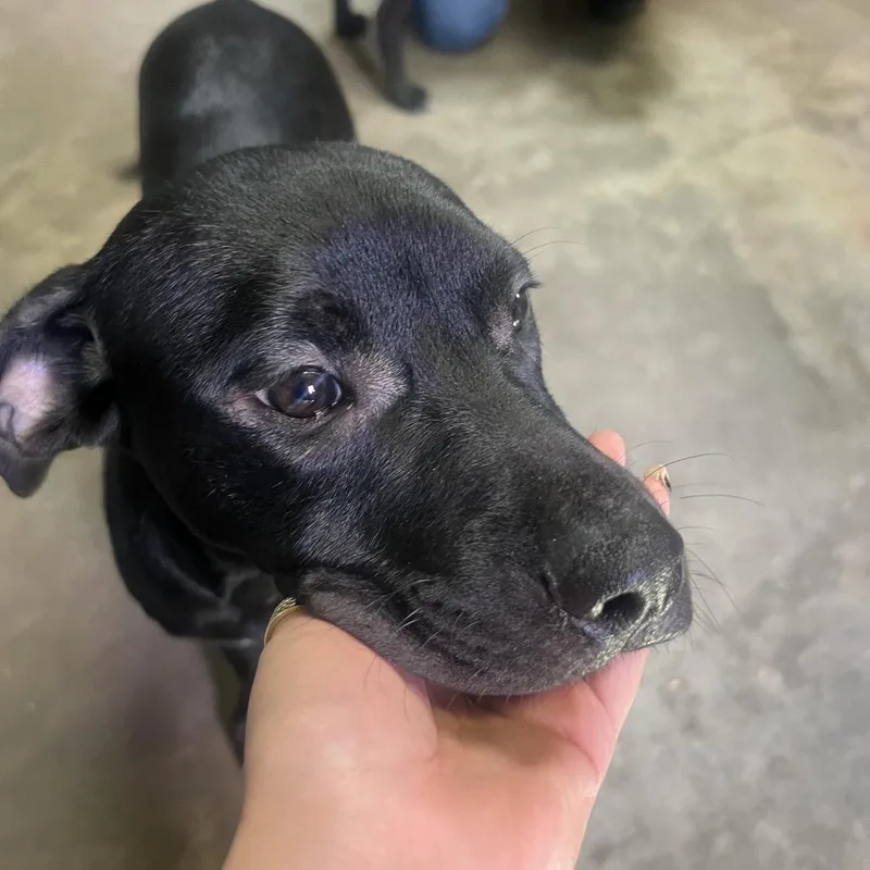 Winchesterred Collar thumbnail 3