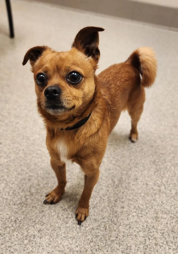 A young medium-sized male Chihuahua dog named Turbo for adoption in Superior, WI