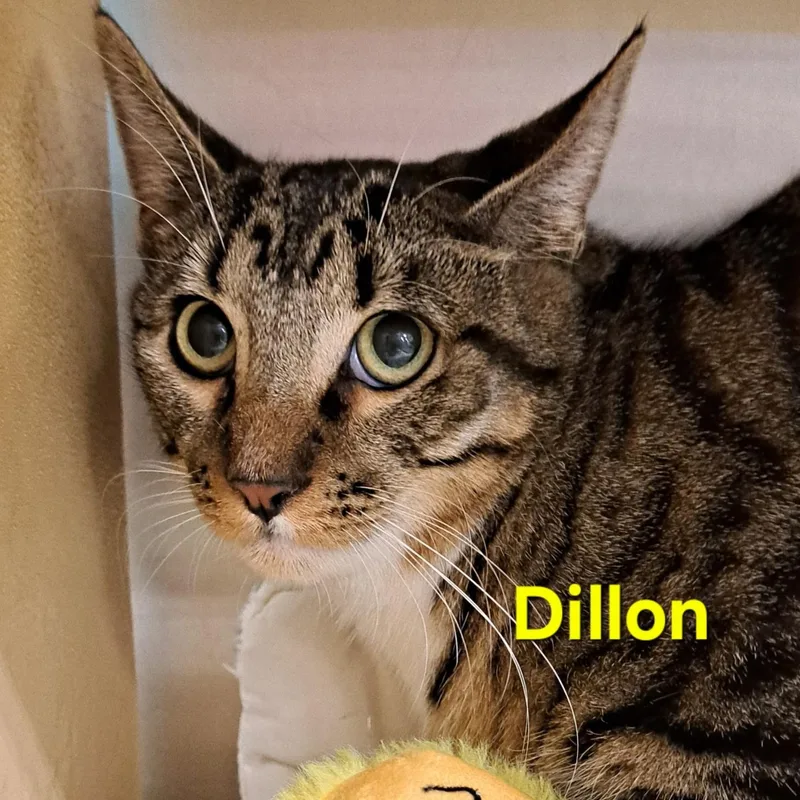 Dillon thumbnail 2