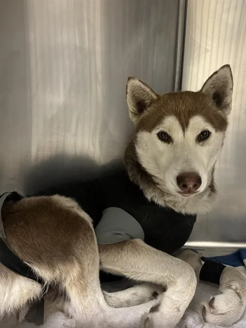 A young large-sized female Siberian Husky dog named Shirley for adoption in Riverside, CA