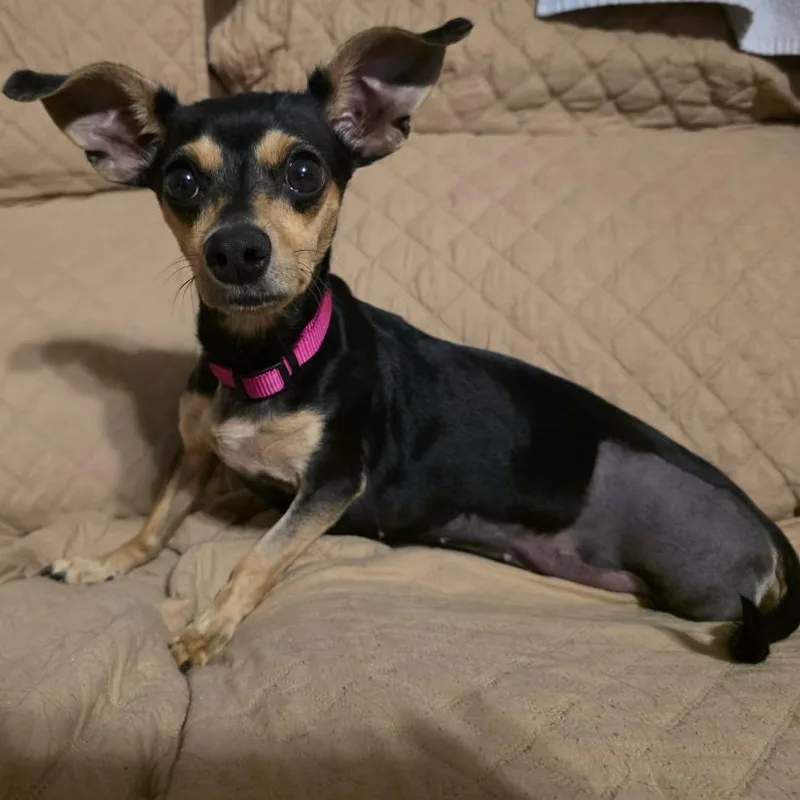 An adult small-sized female Black Chihuahua dog named Flower for adoption in Floresville, TX