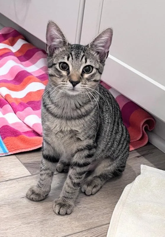 A young medium-sized male Tabby cat named Zuzu for adoption in Ocala, FL