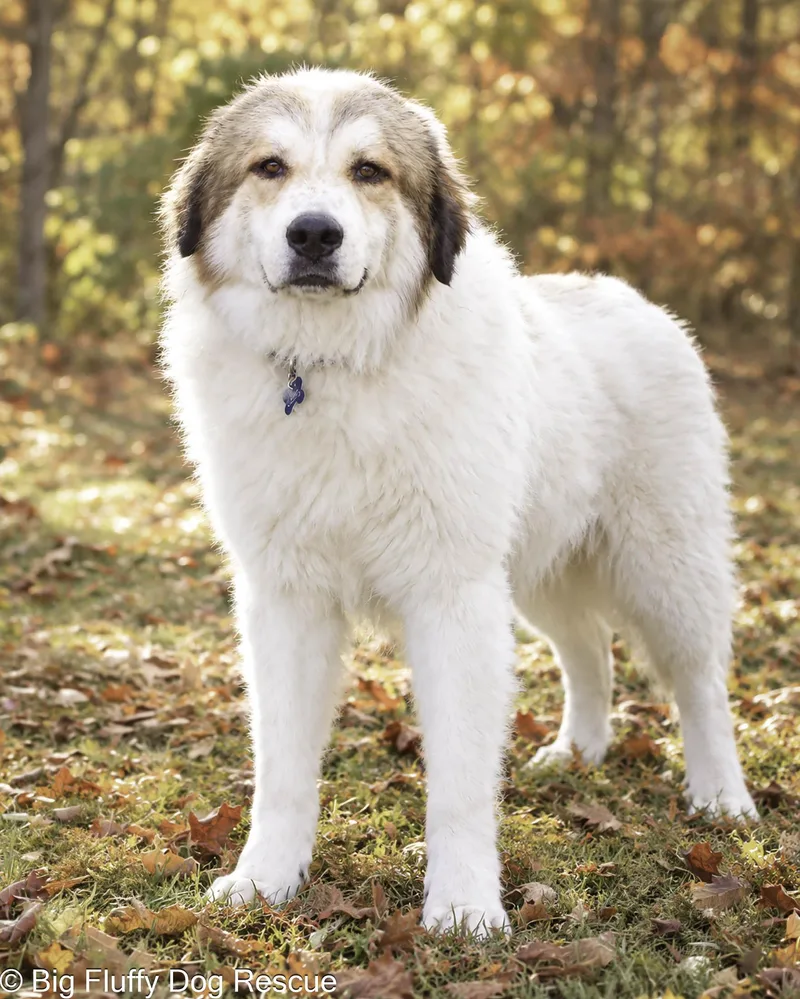 An adult large-sized male White / Cream Great Pyrenees dog named Dooley for adoption in Nashville, TN