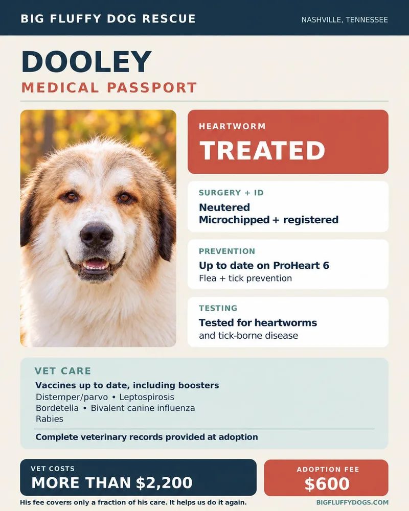 Dooley thumbnail 4