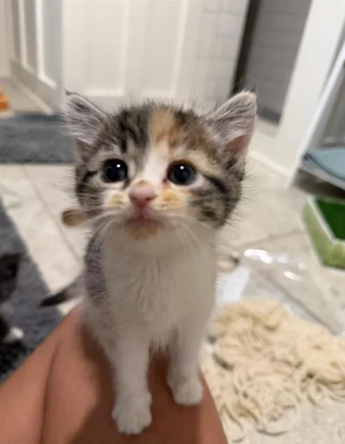A baby small-sized female Domestic Short Hair cat named Smores for adoption in Charlotte, NC