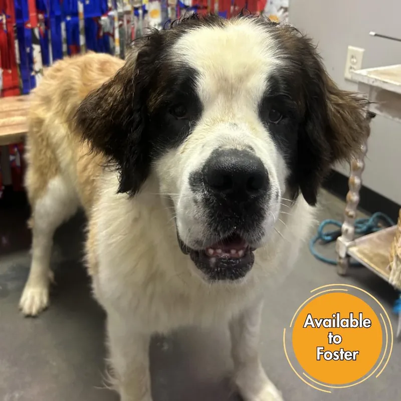 An adult large-sized female Black Saint Bernard dog named Purple for adoption in Normal, IL
