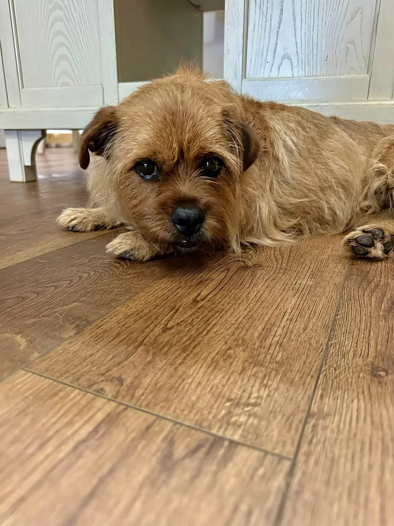 An adult medium-sized male Yorkshire Terrier dog named Rocky for adoption in Douglas, GA