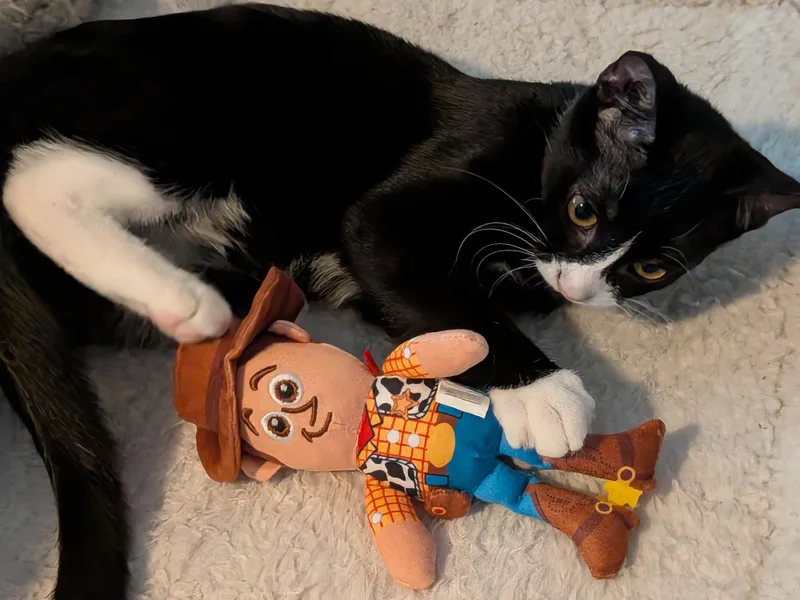 A baby small-sized male Domestic Short Hair cat named Woody for adoption in Burleson, TX