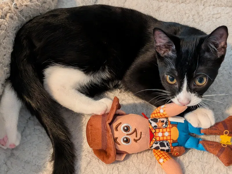 Woody thumbnail 6