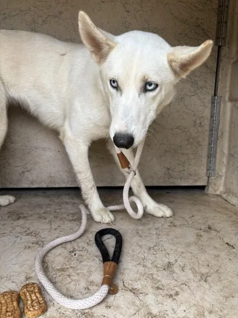 A young small-sized female Siberian Husky dog named A for adoption in Oklahoma City, OK