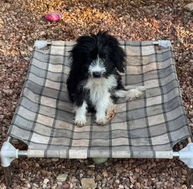 A baby medium-sized male Poodle dog named Licorice for adoption in Kiowa, OK