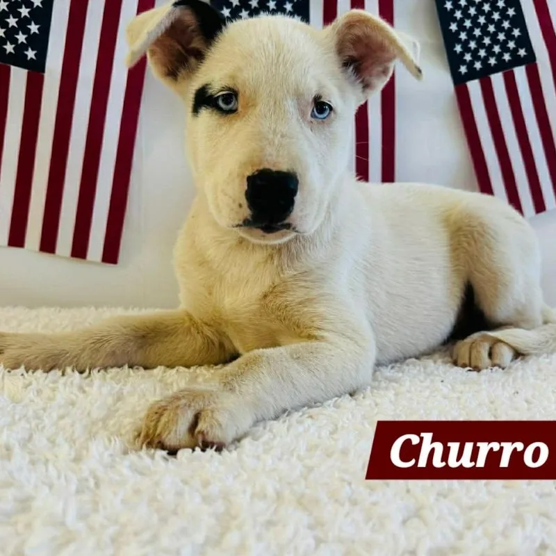 A baby small-sized female White / Cream Husky dog named Churro for adoption in South Elgin, IL