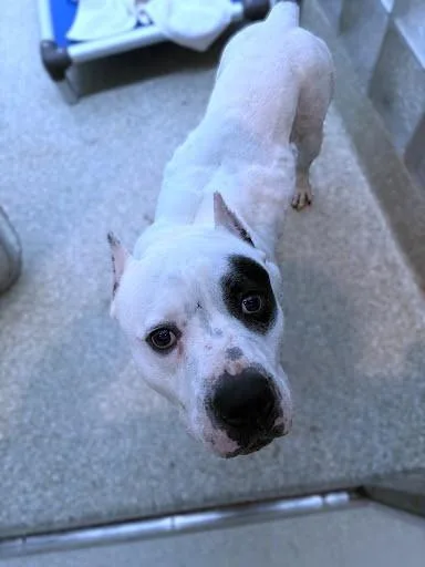An adult large-sized female American Bulldog dog named Pamcakes for adoption in Washington, DC
