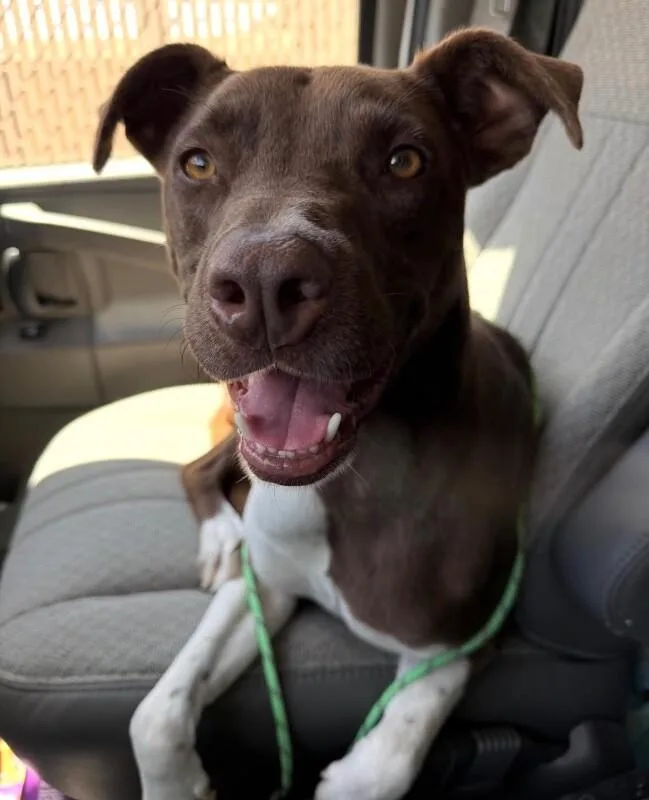 An adult medium-sized male Brown / Chocolate Pit Bull Terrier dog named Axel for adoption in Van Nuys, CA