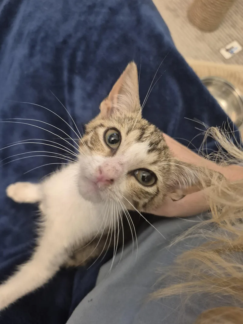 A baby medium-sized male Tabby (Buff / Tan / Fawn) Domestic Short Hair cat named Shrimp for adoption in Saint Pete Beach, FL