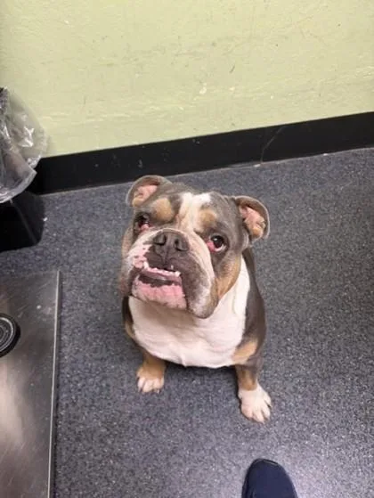 An adult small-sized male American Bulldog dog named Clubber for adoption in Roseville, CA