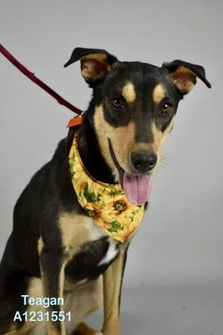 A young medium-sized female Black Shepherd dog named Teagan Urgent  Longtime for adoption in Thousand Oaks, CA