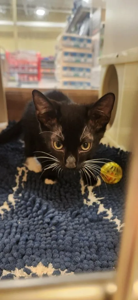 A young small-sized male Domestic Short Hair cat named Victory for adoption in Tampa, FL