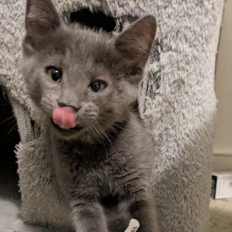 A baby small-sized male Gray / Blue / Silver Domestic Short Hair cat named Bob Ross for adoption in Richmond, VA