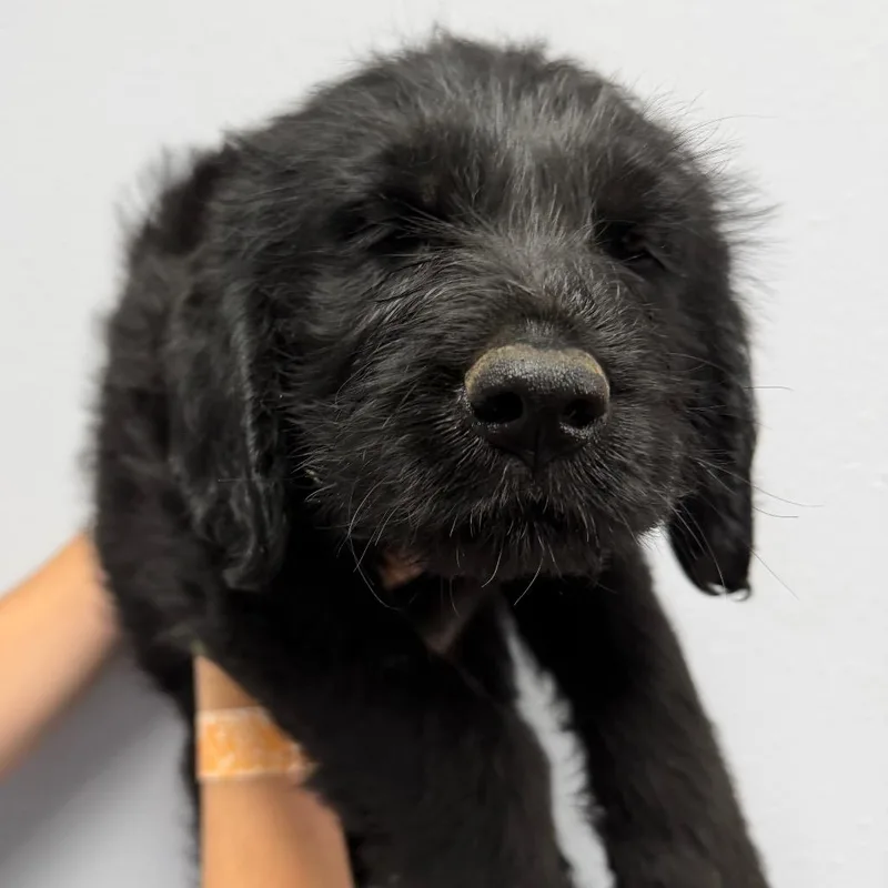 A baby small-sized male Black Golden Retriever dog named Ron for adoption in Idaho Falls, ID