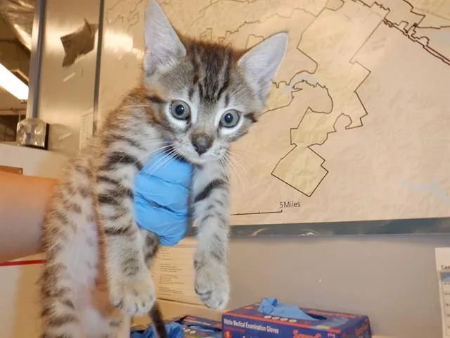 A baby small-sized male Domestic Short Hair cat named A for adoption in San Jose, CA