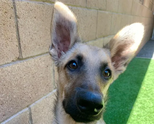 A young medium-sized male Yellow / Tan / Blond / Fawn German Shepherd Dog dog named Save Me Please Clyde for adoption in San Marcos, CA