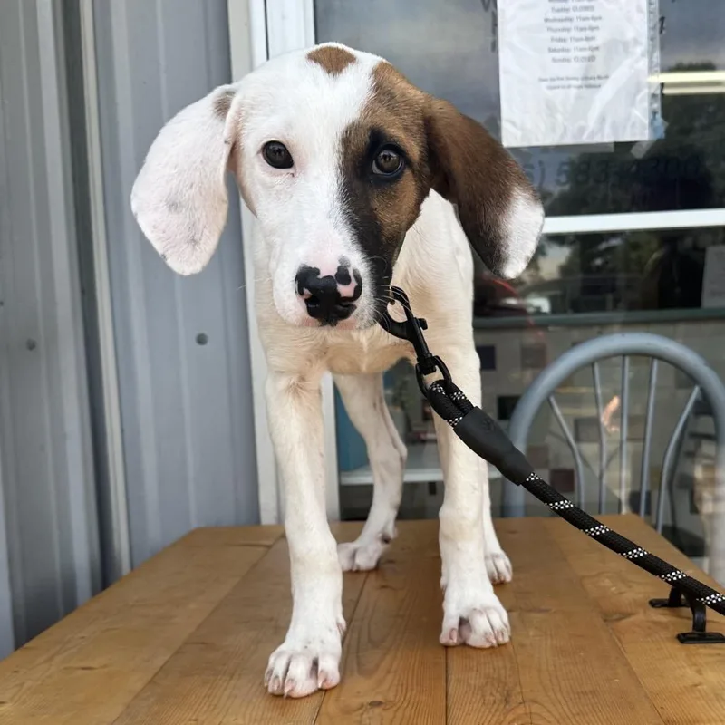 A baby small-sized male White / Cream Mixed Breed dog named Arthur K for adoption in Union, MO