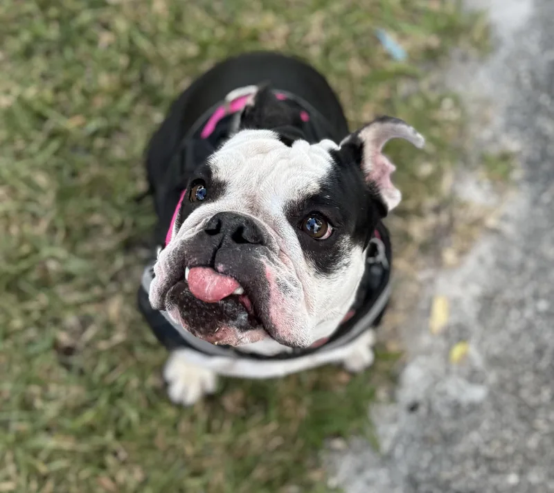 An adult medium-sized female Black English Bulldog dog named Tuna Girl for adoption in Homestead, FL