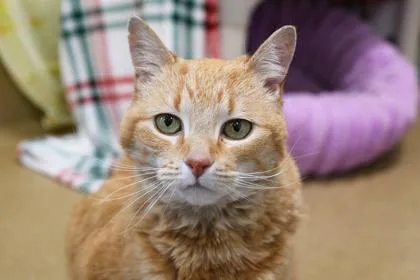A senior small-sized female Domestic Short Hair cat named Grace for adoption in Scotia, NY