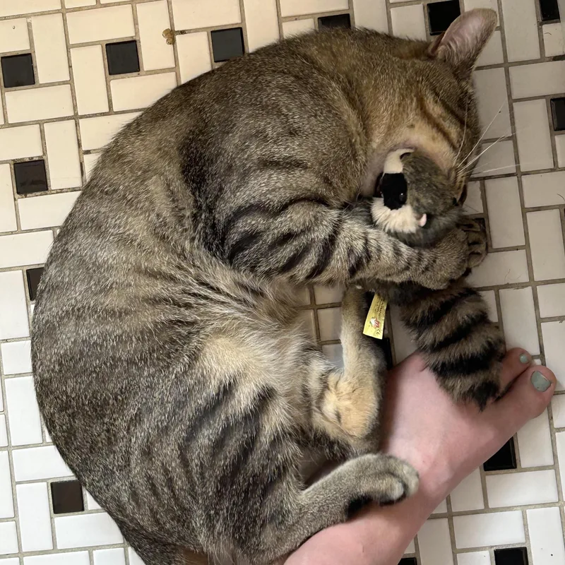 A young medium-sized male Tabby (Buff / Tan / Fawn) Domestic Short Hair cat named Louie for adoption in Chicago, IL