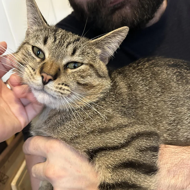 Louie thumbnail 3