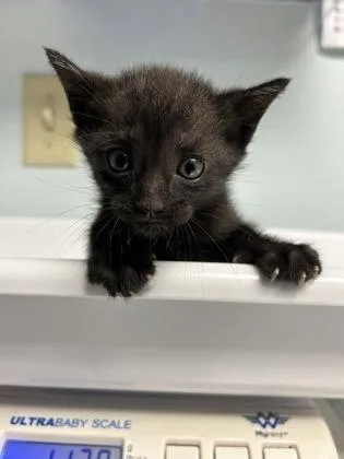 A baby small-sized male Domestic Short Hair cat named Brock Lee for adoption in Largo, FL