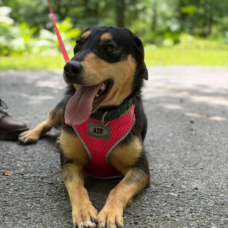 A young medium-sized female Black and Tan Coonhound dog named Tiffany for adoption in Sparta, NJ