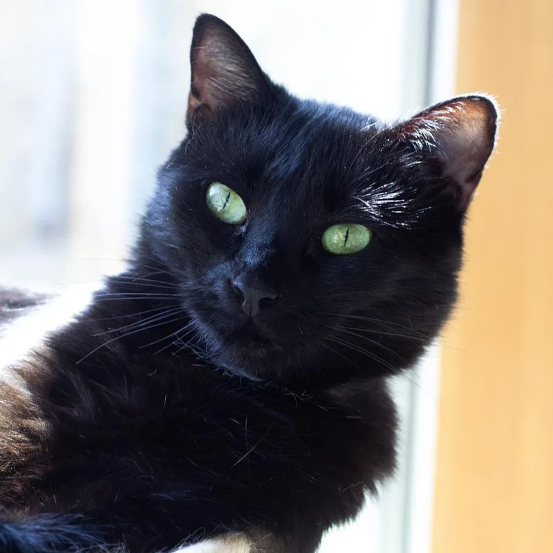 A senior medium-sized male Domestic Short Hair cat named Jack for adoption in Cumming, GA