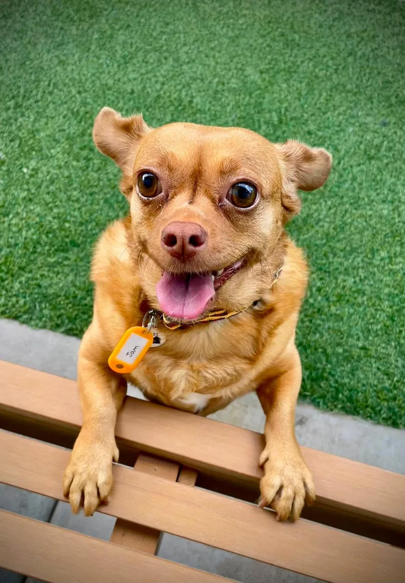A young small-sized female Golden Chihuahua dog named Jam for adoption in Phoenix, AZ