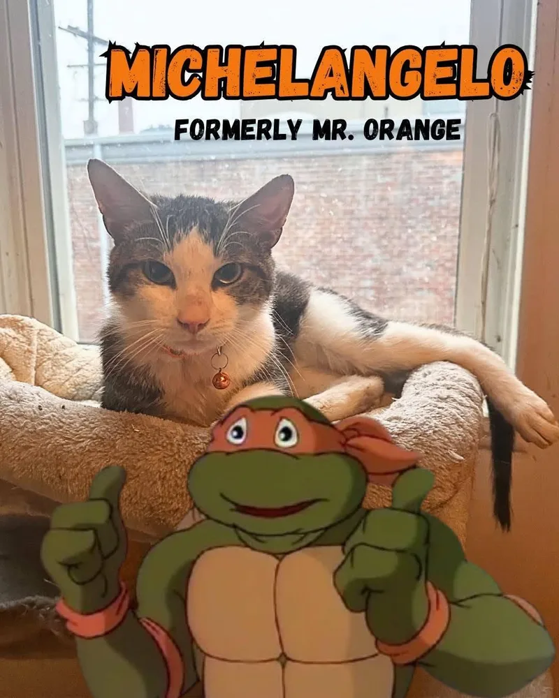 A young medium-sized male American Shorthair cat named Michelangelo for adoption in Pittsburgh, PA