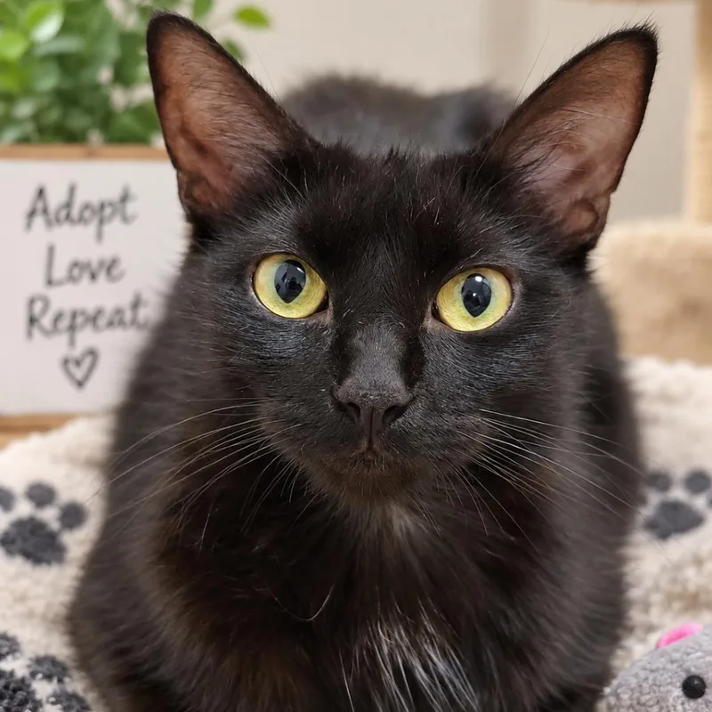 An adult small-sized female Black Domestic Short Hair cat named Magnolia for adoption in Chillicothe, IL