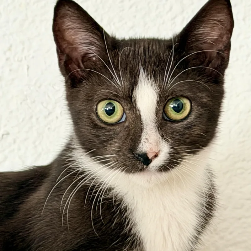 A baby small-sized female Black & White / Tuxedo Domestic Short Hair cat named Butch and PQ for adoption in Fort Worth, TX