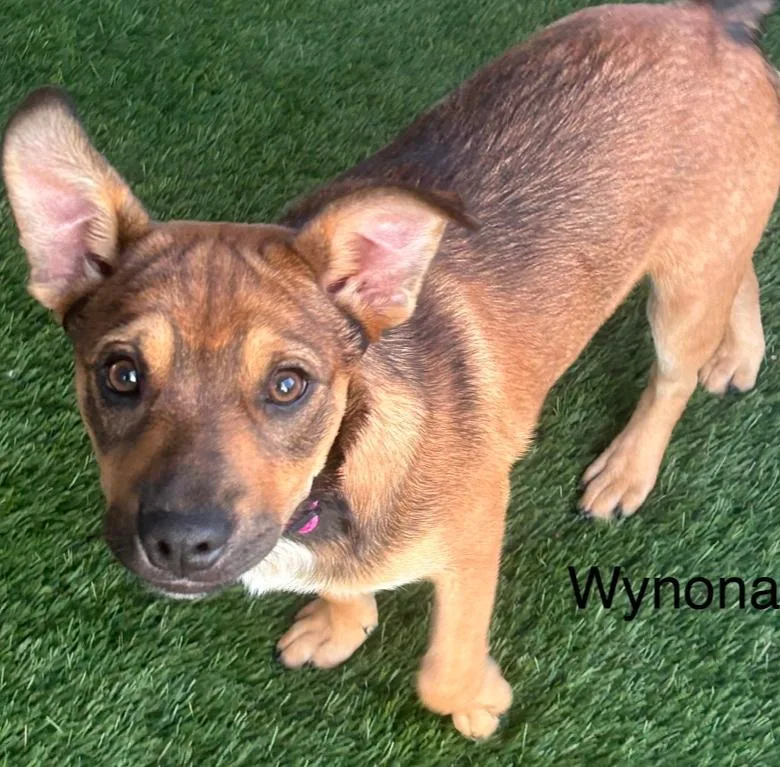 Wynona thumbnail 5