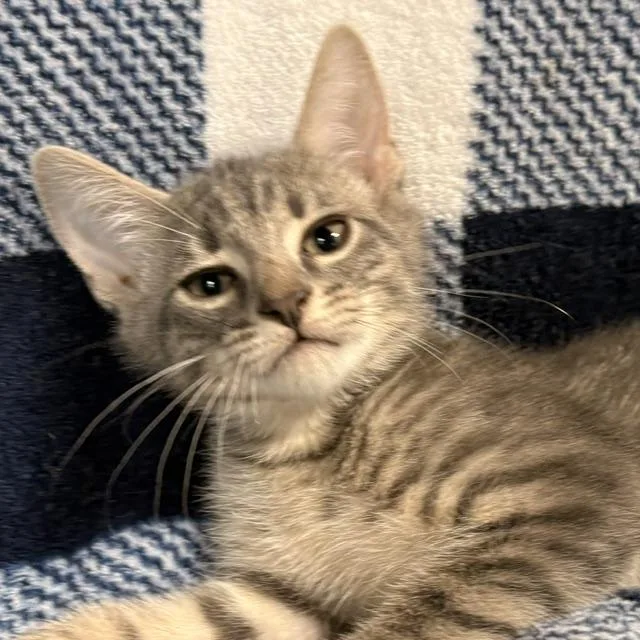 A young medium-sized male Tabby (Gray / Blue / Silver) Tabby cat named Cal for adoption in Porter, TX