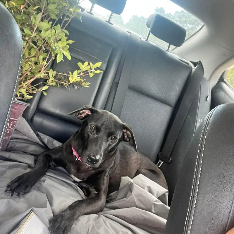 A young medium-sized female Black Labrador Retriever dog named Margarita for adoption in Humble, TX