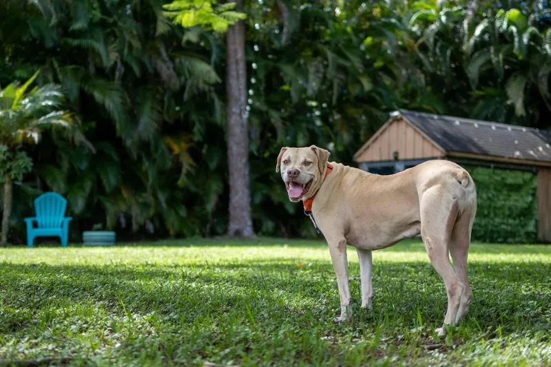An adult large-sized male Mixed Breed dog named Ranger for adoption in Lake Worth, FL