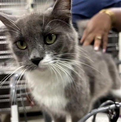 An adult medium-sized female Domestic Short Hair cat named Elinor for adoption in Upper Marlboro, MD