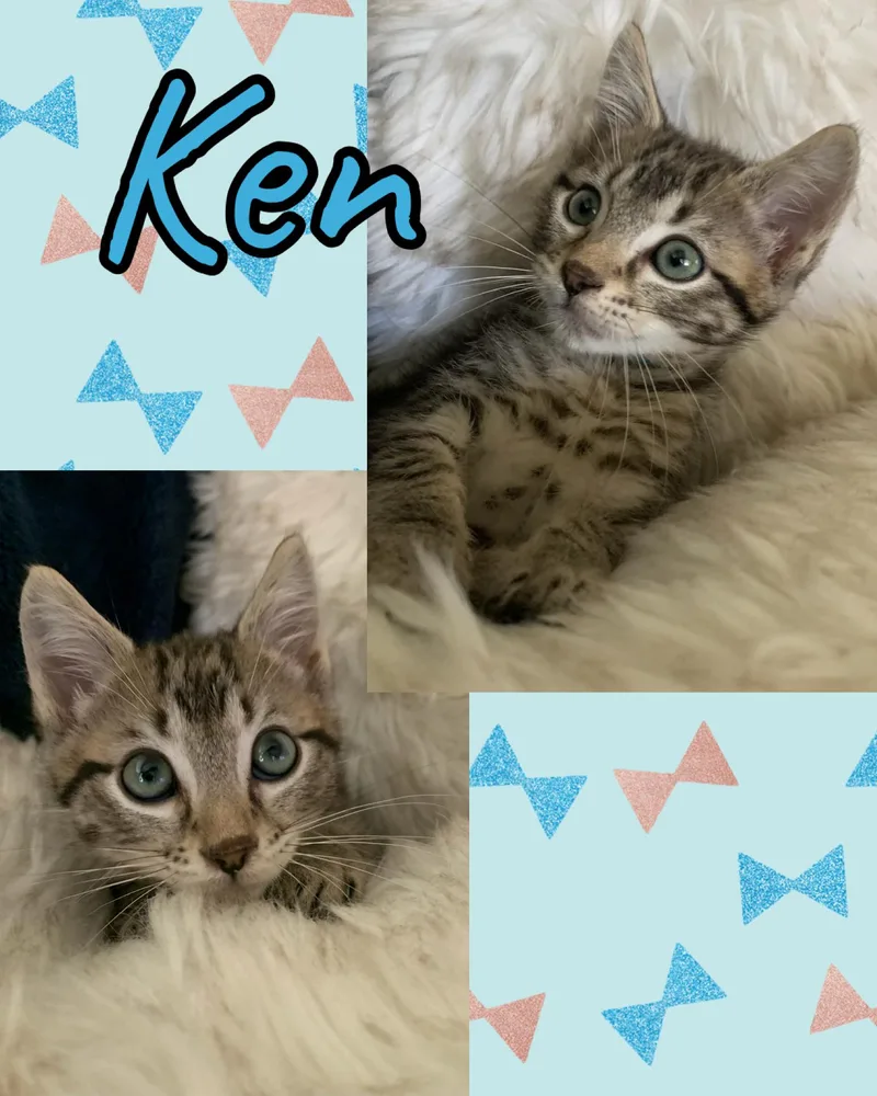 A baby medium-sized male Tabby (Buff / Tan / Fawn) Tabby cat named Ken for adoption in Pasco, WA