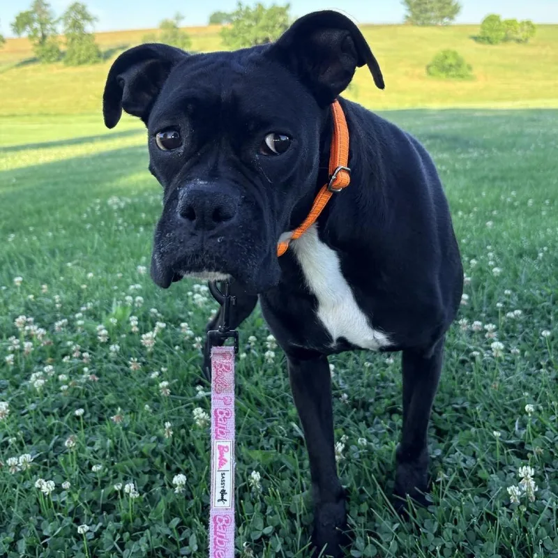 An adult medium-sized female Boxer dog named Gracie for adoption in Cincinnati, OH