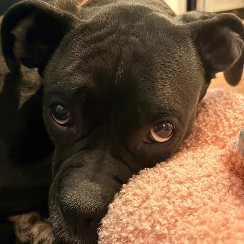 Gracie thumbnail 2