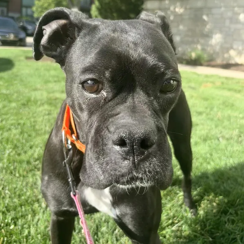 Gracie thumbnail 5