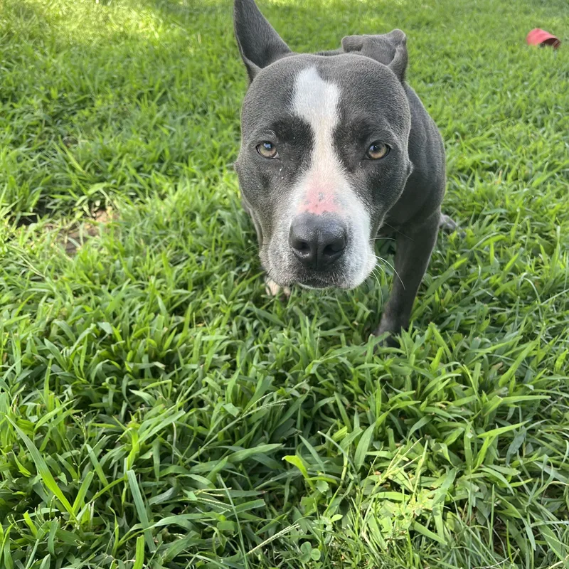 A young medium-sized female Black American Staffordshire Terrier dog named Dolly for adoption in Yonkers, NY