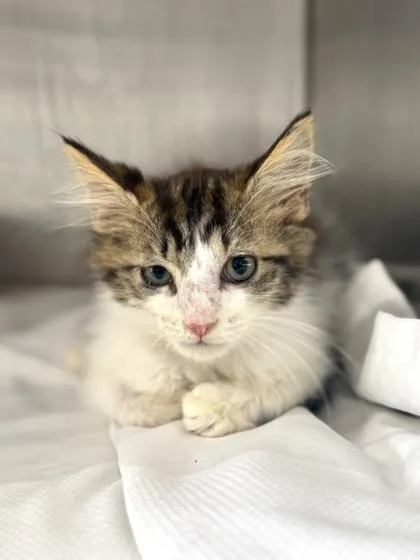 A baby small-sized male Domestic Short Hair cat named Window for adoption in West Chester, PA